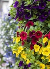 Zauberglöckchen Calibrachoa bei Garten-Center Nordharz GmbH & Co. KG im Prospekt "" für 2,29 €