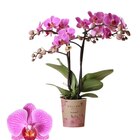 Orchidée - Carrefour à Rueil-Malmaison Orchidée en promo chez Carrefour Rueil-Malmaison à 6,99 €