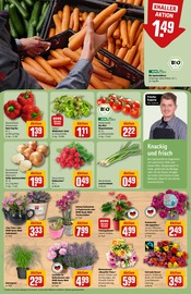 Pflanzen im REWE Prospekt in Brandenburg Aktueller REWE Prospekt mit Pflanzen, "Dein Markt", Seite 9