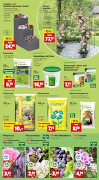 Rasensamen Angebot im aktuellen Thomas Philipps Prospekt auf Seite 3