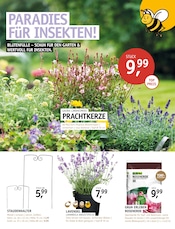 Pflanzen im ROSENGUT Langerwisch Prospekt in Potsdam Aktueller ROSENGUT Langerwisch Prospekt mit Pflanzen, "1001 kleine Blüten hoch hinaus.", Seite 2