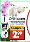 Orchideen Phalaenopsis bei Wreesmann im Kirchberg Prospekt für 2,99 €