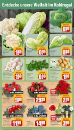 REWE Pilze im Prospekt 