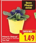 Primel in Zinktopf bei E center im  Prospekt für 1,49 €