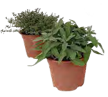 Kräutermischung 'Italienische Kräuter' im OBI Prospekt Kräutermischung 'Italienische Kräuter' von Grow by OBI im aktuellen OBI Prospekt für 3,49 €