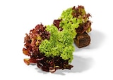 Aktuelles Salat mit Wurzelballen Angebot bei Netto Marken-Discount in Frankfurt (Main) ab 1,00 €