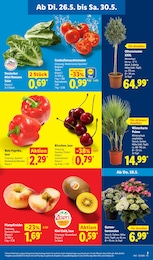 Pflanzen im Lidl Prospekt Pflanzen im Lidl Prospekt LIDL LOHNT SICH auf S. 5