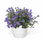 Glockenblume Angebote von Grow by OBI bei OBI Bremerhaven für 3,99 €