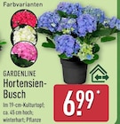Hortensien-Busch Angebote von Gardenline bei ALDI Nord Dortmund für 6,99 €