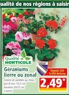 Géraniums lierre ou zonal en promo chez Norma Mulhouse à 2,49 €
