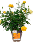 Collection de Rosiers en promo chez Botanic Collection de Rosiers dans le catalogue Botanic