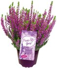 Besenheide im Angebot bei REWE in Ludwigshafen Besenheide Angebote von Garden Girls bei REWE Ludwigshafen für 1,99 €
