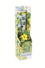 Aktuelles Thunbergia-Kletterpflanze Angebot bei Lidl in Mannheim ab 2,99 €