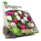 Triumph Tulpen 'Striped Flag' Angebote von Grün Erleben bei ROSENGUT Langerwisch Potsdam für 11,99 €