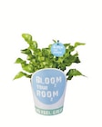 Grünpflanzen von Bloom your room für 3,99 € bei Lidl im Angebot Grünpflanzen von Bloom your room im aktuellen Lidl Prospekt