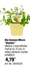 Bio-Ananas-Minze "Bowles" im aktuellen OBI Prospekt
