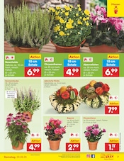 Ähnliche Bonsai Angebote im Prospekt "Aktuelle Angebote" von Netto Marken-Discount in Berlin Ähnliche Angebote wie Bonsai im Prospekt "Aktuelle Angebote" auf Seite 7 von Netto Marken-Discount in Berlin
