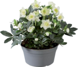 Rose de Noël en coupe - Lidl à Mulhouse Rose de Noël en coupe en promo chez Lidl Mulhouse à 8,99 €