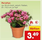 Pernettya im Netto Marken-Discount Prospekt Pernettya von im aktuellen Netto Marken-Discount Prospekt für 3,49 €
