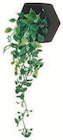 Foire a la plante artificielle dans le catalogue Hyper U
