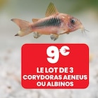 LE LOT DE 3 CORYDORAS AENEUS OU ALBINOS dans le catalogue Animalis