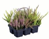 Heidekraut (Calluna) im aktuellen Lidl Prospekt