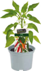 Süße Paprika- & feurige Chilipflanzen Angebote bei Globus-Baumarkt Ingolstadt für 2,99 €