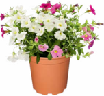 Zauberglöckchen Calibrachoa Trio im Angebot bei Netto Marken-Discount in Dresden Zauberglöckchen Calibrachoa Trio Angebote bei Netto Marken-Discount Dresden für 2,99 €