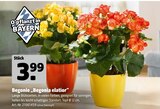 Begonie 'Begonia elatior' im Hagebaumarkt Prospekt Begonie 'Begonia elatior' von im aktuellen Hagebaumarkt Prospekt für 3,99 €