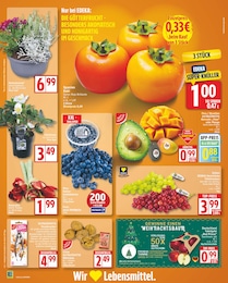 Christrose Angebot im aktuellen EDEKA Prospekt auf Seite 2