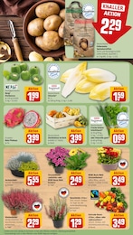 REWE Gartenpflanzen im Prospekt REWE Gartenpflanzen im Prospekt