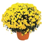 Chrysanthème en promo chez Carrefour Market Boulogne-Billancourt à 9,99 €
