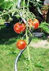 Tomaten-Spiralstab Angebote bei Wreesmann Cottbus für 1,49 €