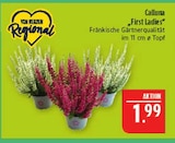 Aktuelle Zimmerpflanzen Angebote bei Marktkauf in Nürnberg Aktuelles First Ladies Angebot bei Marktkauf in Nürnberg ab 1,99 €