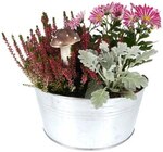 Herbstarrangement im Angebot bei REWE in Neubrandenburg Herbstarrangement Angebote bei REWE Neubrandenburg für 9,99 €