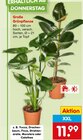Aktuelles Große Grünpflanze Angebot bei Netto Marken-Discount in Essen ab 11,99 €
