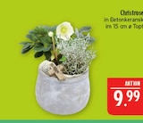 Christrose Angebote bei Marktkauf Erlangen für 9,99 €