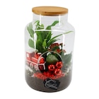 Terrarium 2 plantes - Carrefour à Nanterre Terrarium 2 plantes en promo chez Carrefour Nanterre à 19,99 €