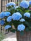 XL Gartenhortensie im Pflanzen Kölle Prospekt zum Preis von 16,99 €