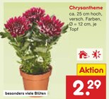 Netto Marken-Discount - Chrysantheme Angebot im Prospekt Chrysantheme bei Netto Marken-Discount im Prospekt "" für 2,29 €