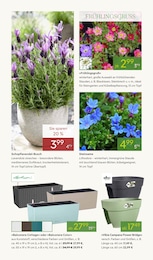 Pflanzen Kölle Blumenkasten im Prospekt 