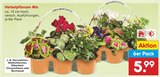 Herbstpflanzen Mix im Angebot bei Netto Marken-Discount in Bünde Herbstpflanzen Mix Angebote bei Netto Marken-Discount Bünde für 5,99 €