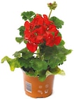 Aktuelle Geranien Angebote bei Netto mit dem Scottie in Kiel Aktuelles Geranien Angebot bei Netto mit dem Scottie in Kiel ab 1,29 €