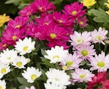 Chrysantheme bei Pflanzen Kölle im Prospekt "" für 1,49 €