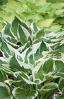Funkie/Hosta Angebote bei toom Baumarkt Rastatt für 4,99 €