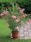 Laurier rose pot 17 cm en promo chez Intermarché Super Orléans à 8,99 €
