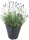 Lavande dans le catalogue Botanic