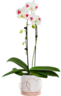 Schmetterlingsorchidee (Phalaenopsis) für 24,99 € bei OBI im Angebot Schmetterlingsorchidee (Phalaenopsis) im aktuellen OBI Prospekt