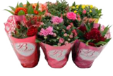 Edelrosen oder Blühpflanzen Mix versch. Sorten z.B., Chrysanthemen im Angebot bei Marktkauf in Cuxhaven Edelrosen oder Blühpflanzen Mix versch. Sorten z.B., Chrysanthemen Angebote bei Marktkauf Cuxhaven für 2,99 €