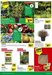 Obstbaum im Hagebaumarkt Prospekt in Regensburg Aktueller Hagebaumarkt Prospekt mit Obstbaum, "So günstig geht das!", Seite 4